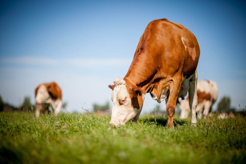 Commercial Meat Grinders